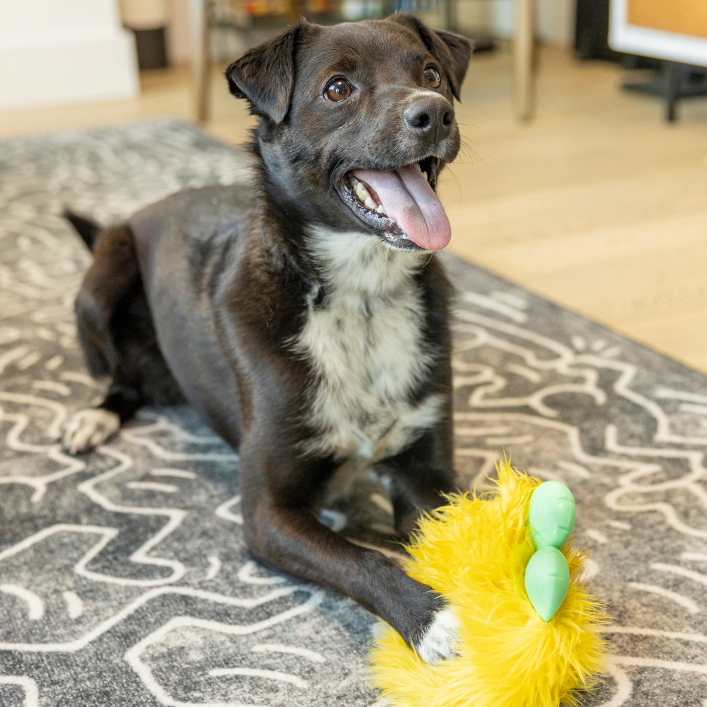 Rolf Rowdie Dog Toy