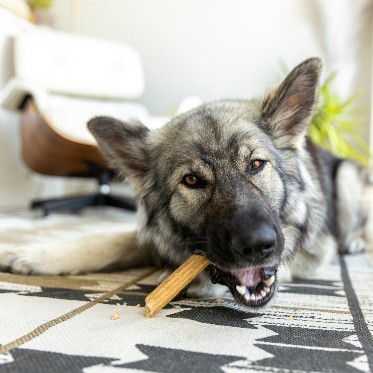 Food & Treats