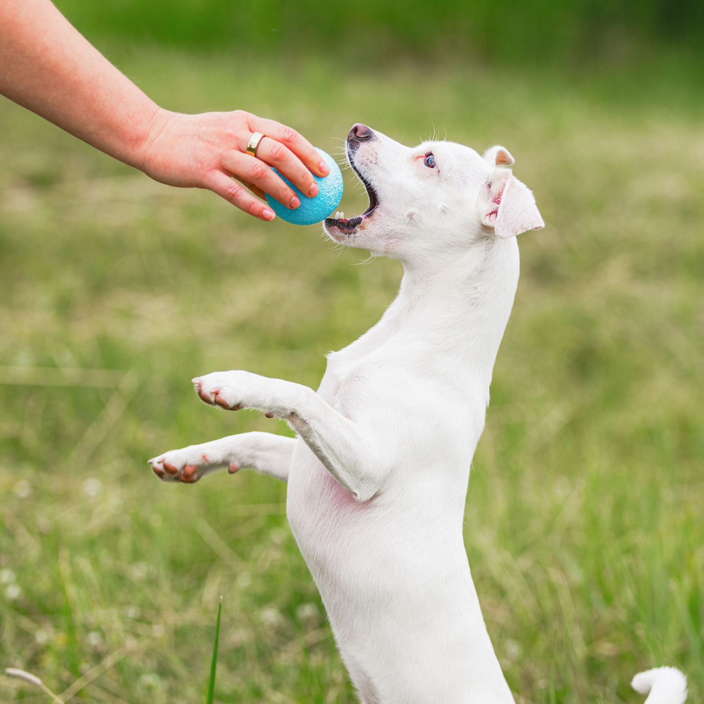 Boundr Dog Ball Toy
