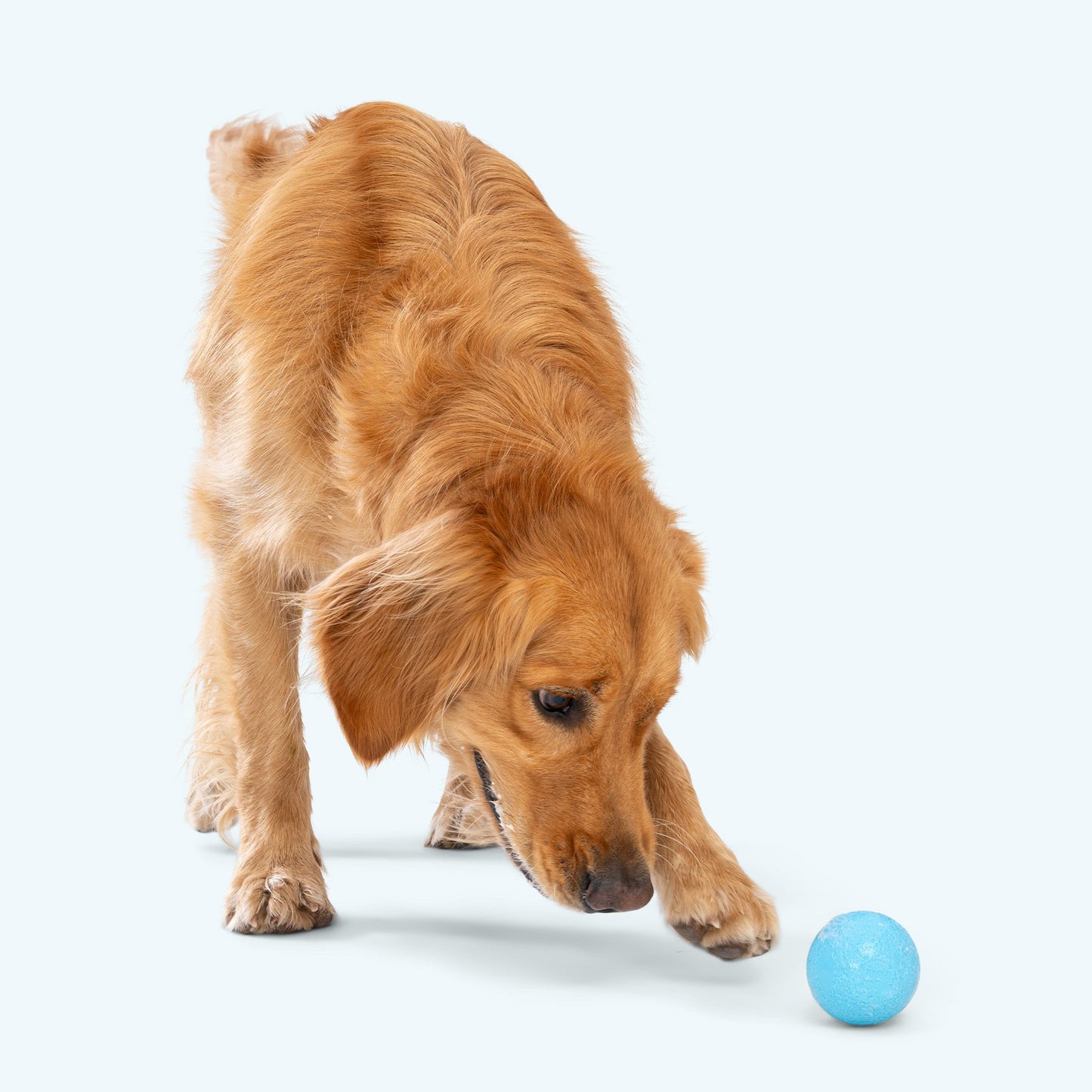 Boundr Dog Ball Toy