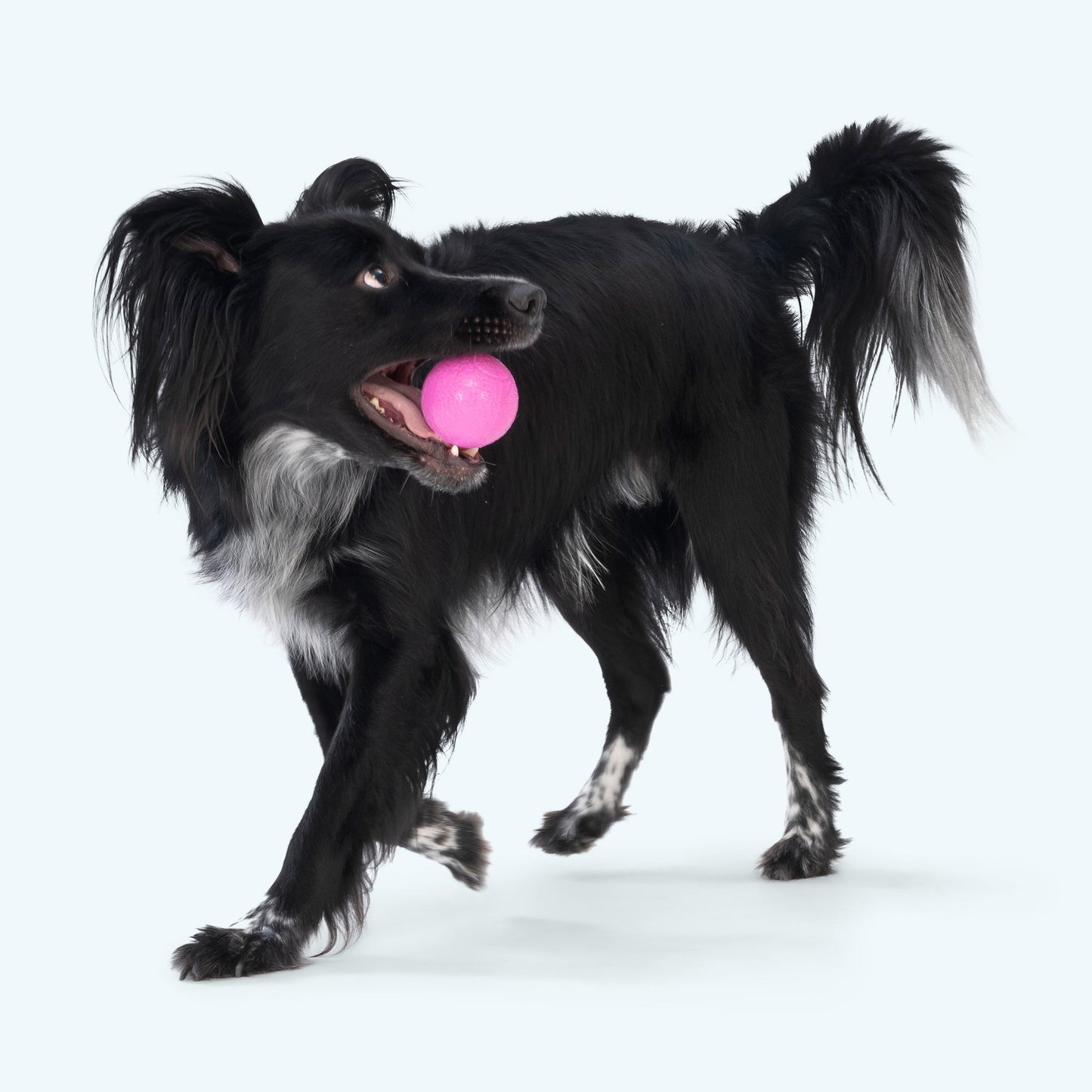 Boundr Dog Ball Toy