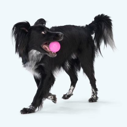 Boundr Dog Ball Toy