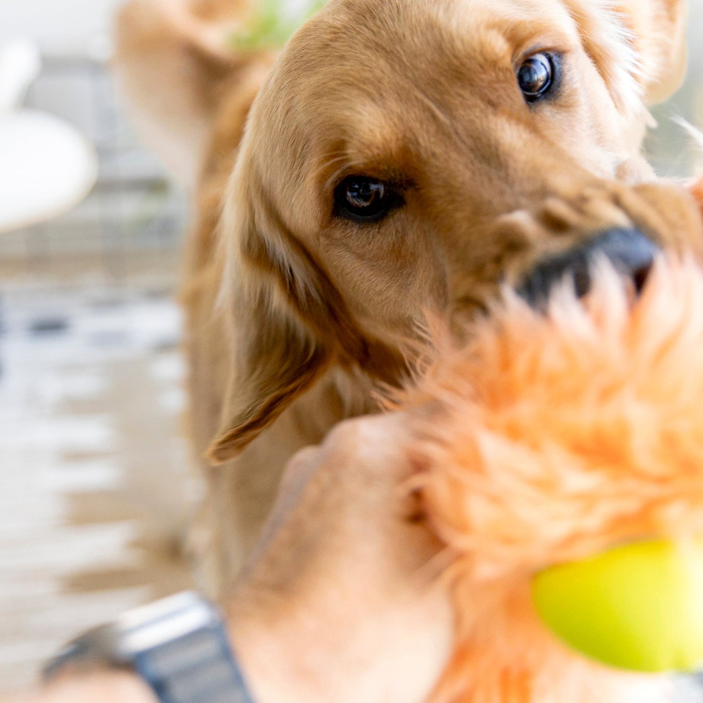 Olaf Rowdie Dog Toy
