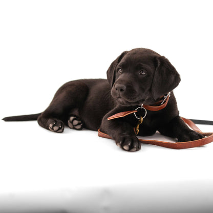 Leather Dog Collar Classic