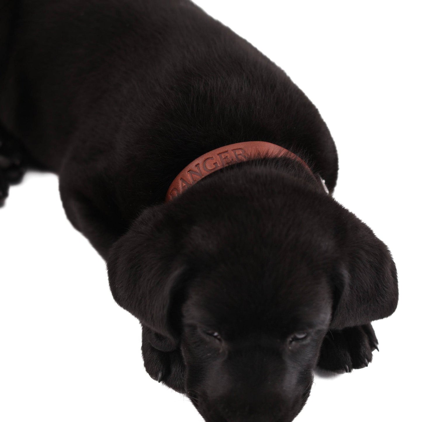 Leather Dog Collar Classic