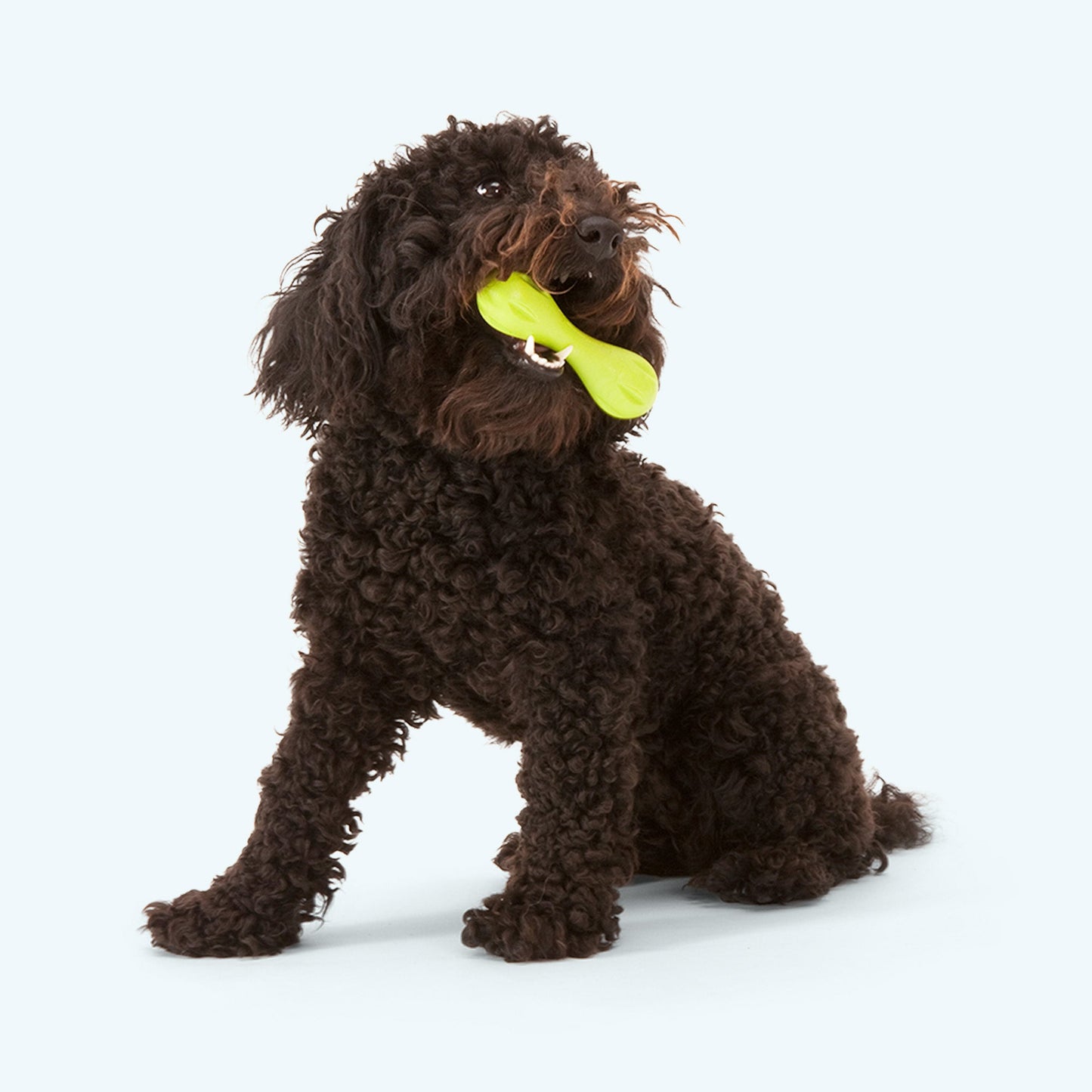 Hurley Dog Bone Chew Toy