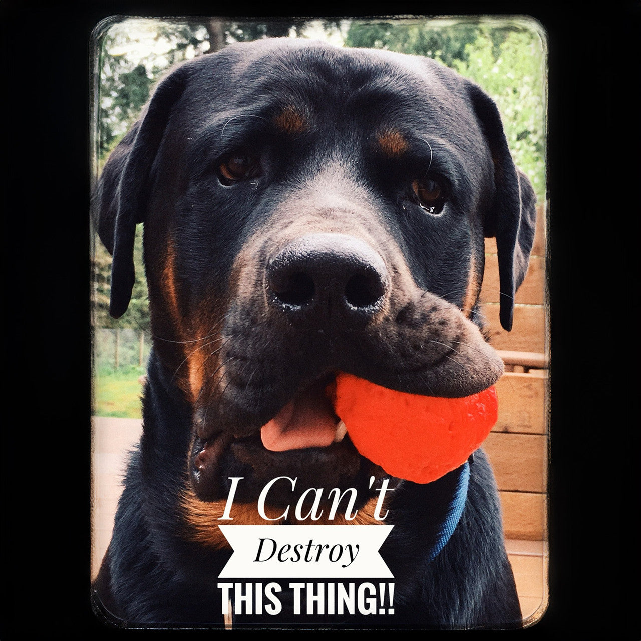 WUNDERball Best Fetch Toy