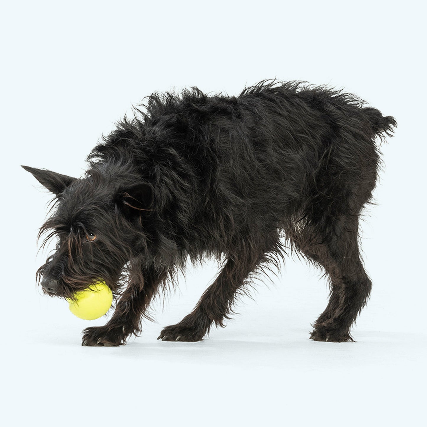 Jive Dog Ball Toy