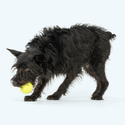 Jive Dog Ball Toy