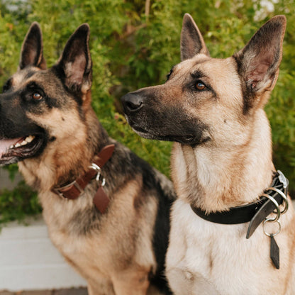 Leather Dog Collar Classic