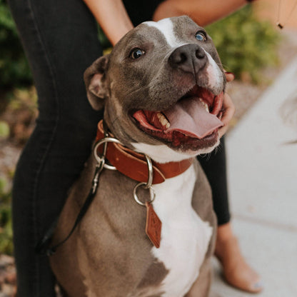 Leather Dog Collar Classic
