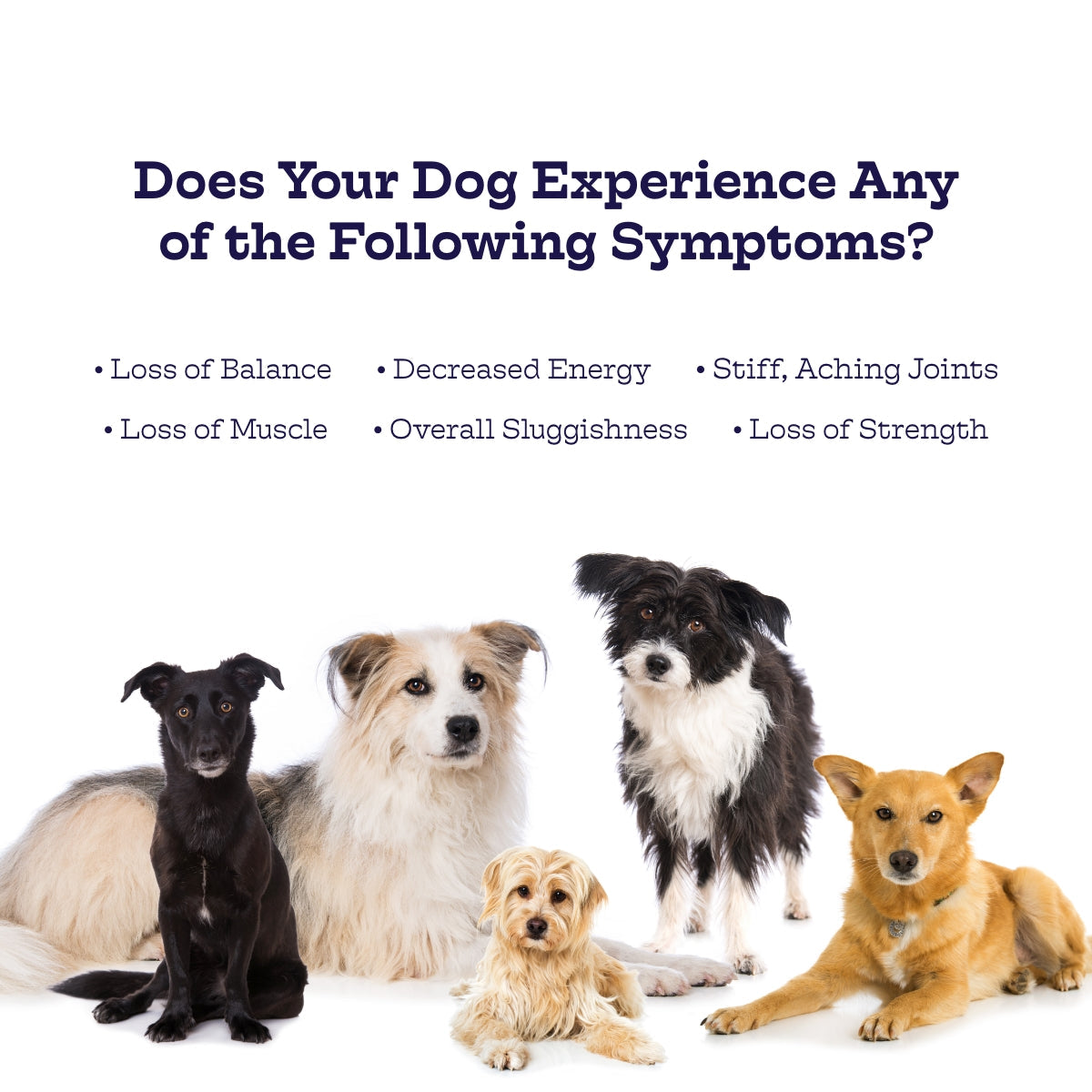 Hip & Joint Chews for Dogs
