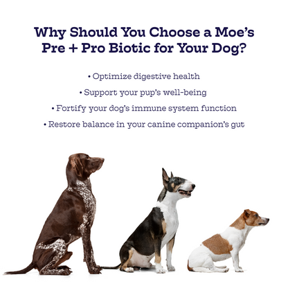 Pre + Pro Biotic Chews for Dogs