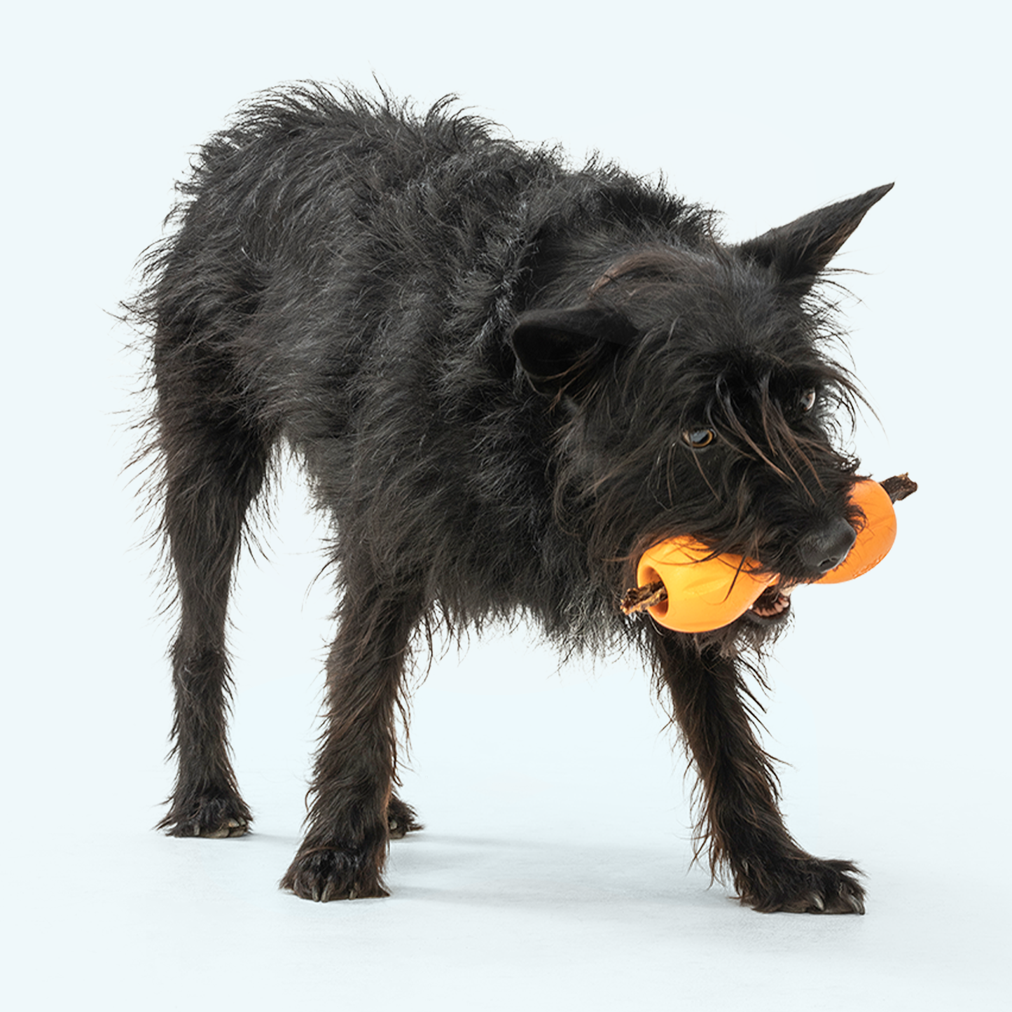 Qwizl Treat Toy for Dogs