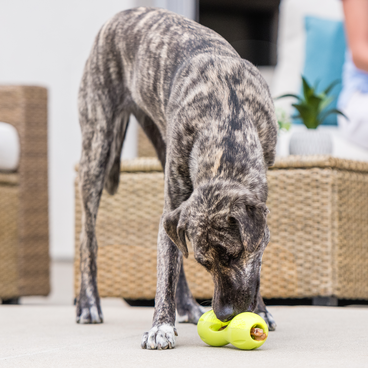 Qwizl Treat Toy for Dogs