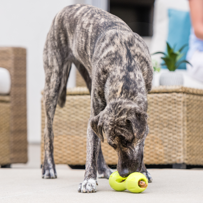 Qwizl Treat Toy for Dogs