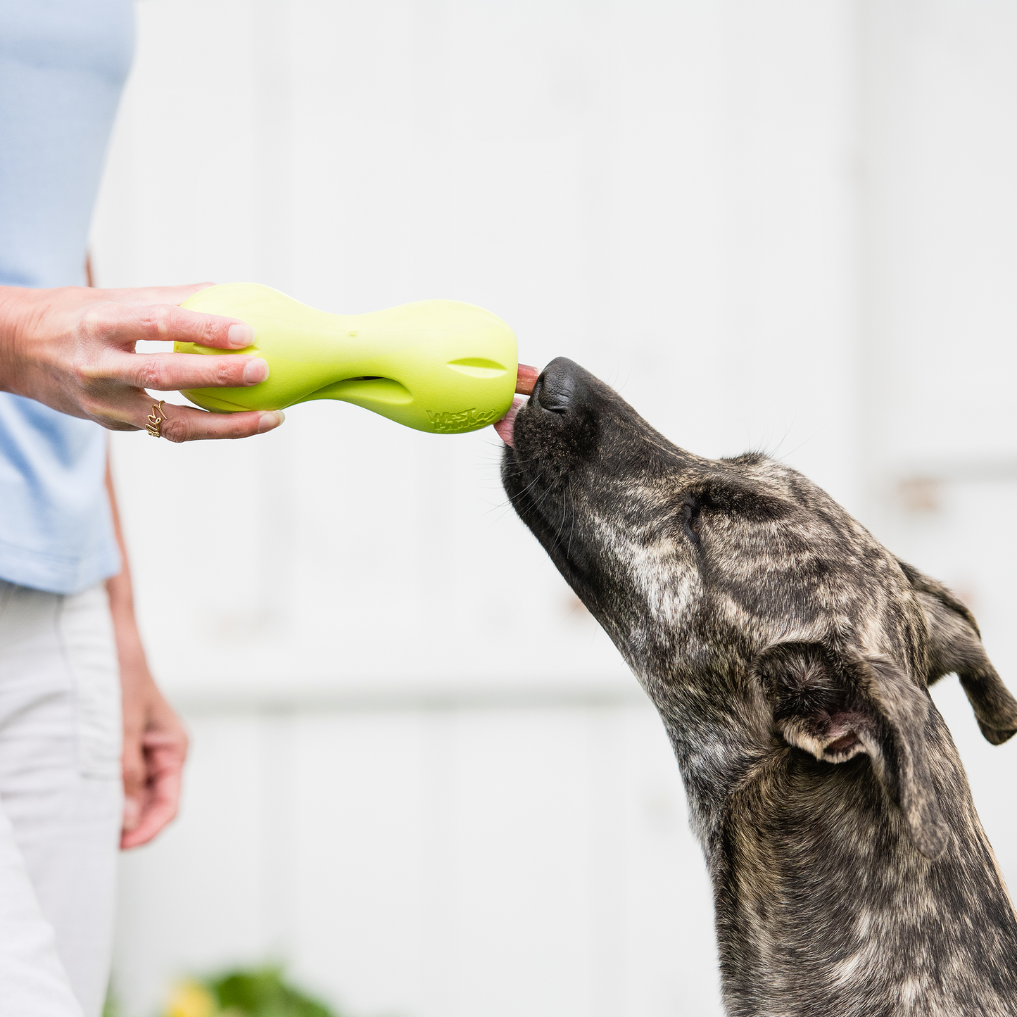 Qwizl Treat Toy for Dogs