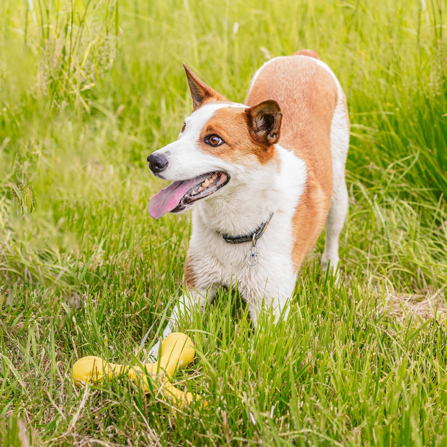Skamp Dog Fetch and Tug Toy