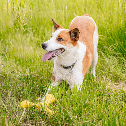 Skamp Dog Fetch and Tug Toy