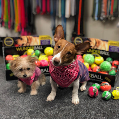 WUNDERball Best Fetch Toy