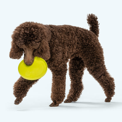 Zisc Dog Disc Toy