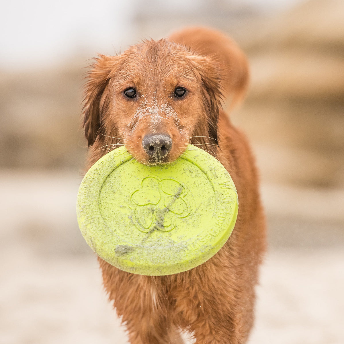 Zisc Dog Disc Toy