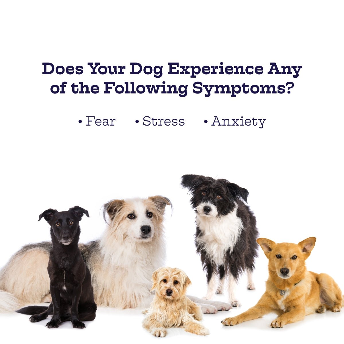 Chillout Chews Calming Supplement for Dogs