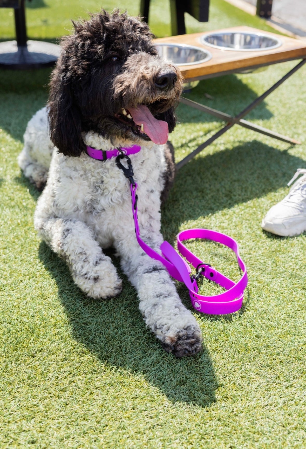 Electric Fuchsia All-Weather Dog Leash