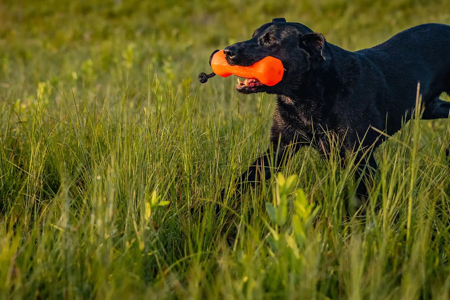 Barrows Training Bumper Pack Orange